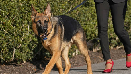 Bidens Hund hat sieben Geheimdienstagenten gebissen – World