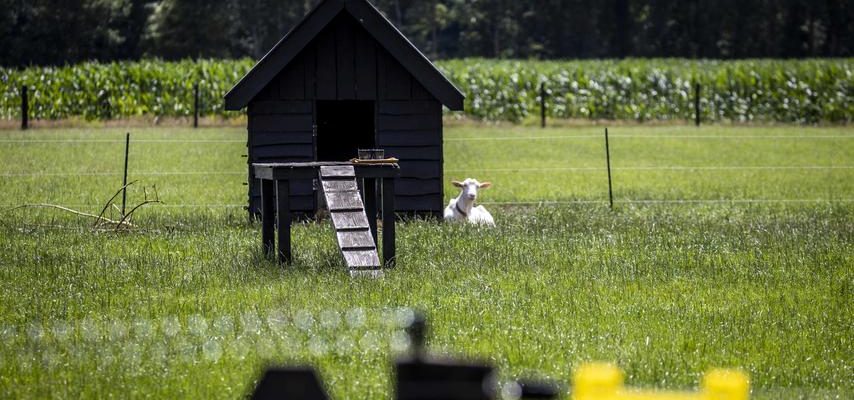 Buergermeister bereut den Wolfsschuss nicht „Sorgt fuer Frieden in der