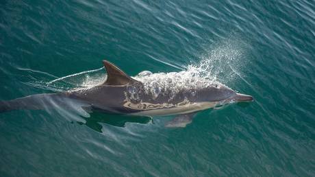 Delfin verletzt Schwimmer bei seltenem Strandangriff – World