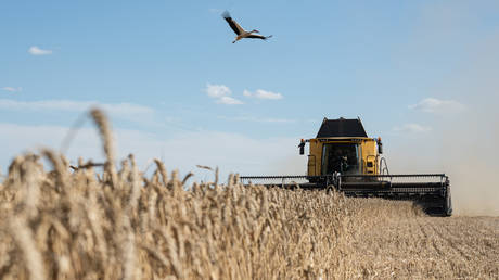 Der Grossteil des ukrainischen Getreides gelangt nicht nach Afrika