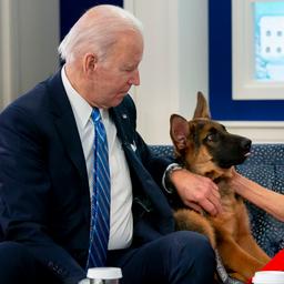 Der Hund von Praesident Biden greift sieben Mitarbeiter des Weissen