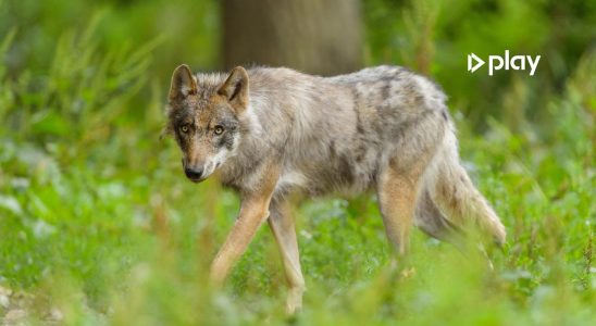Der in Drenthe erschossene Wolf war ein junger Mann Herkunft
