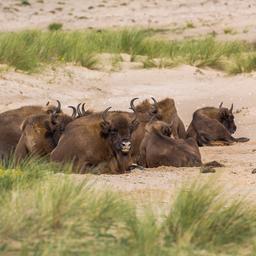 Europaeisches Parlament verabschiedet Gesetz zur Wiederherstellung der Natur Die Niederlande