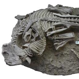 Fossil zeigt Saeugetier das in Dinosaurier beisst „Das stellt alles