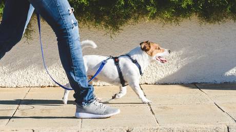 Franzoesische Stadt nutzt DNA zur Rueckverfolgung von Hundekot – World