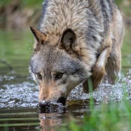 Organisationen reichen Beschwerde gegen Buergermeister und Landwirt wegen Wolfserschiessung ein