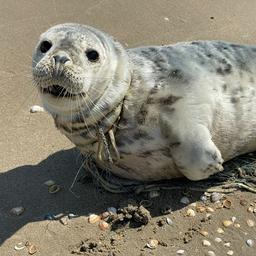 Seal Netty hat moeglicherweise eine schwere Entzuendung der rechten Vorderflosse