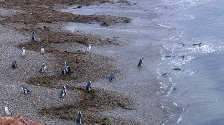 Tausende Pinguine tot aufgefunden – World