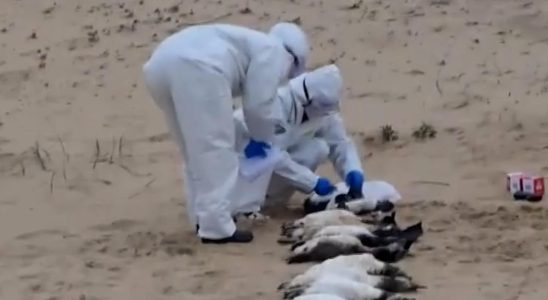 Ungefaehr zweitausend tote Pinguine werden in Uruguay angespuelt „Beispiellose Zahlen