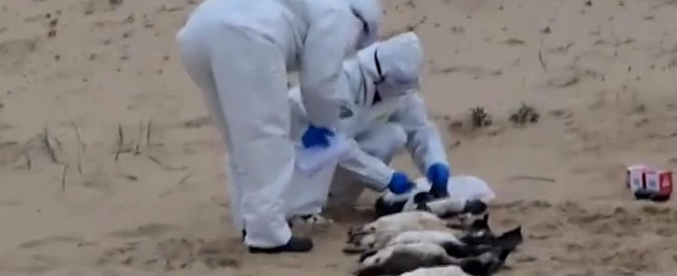Ungefaehr zweitausend tote Pinguine werden in Uruguay angespuelt „Beispiellose Zahlen