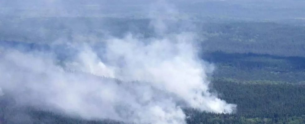 Weisswedelhirsch Waldbraende in Kanada verbrennen dieses Jahr ueber 10 Millionen