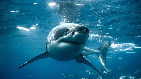Wissenschaftler sind besorgt ueber kokainreiche Haie – World