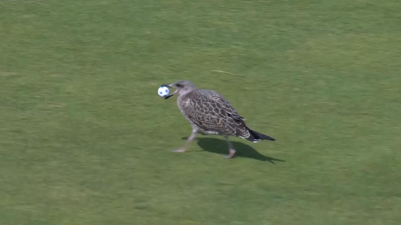 Beeld uit video: Meeuw gaat er met bal vandoor tijdens golfwedstrijd in Schotland