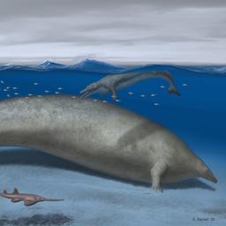 39 Millionen Jahre alter Wal war moeglicherweise das schwerste Tier