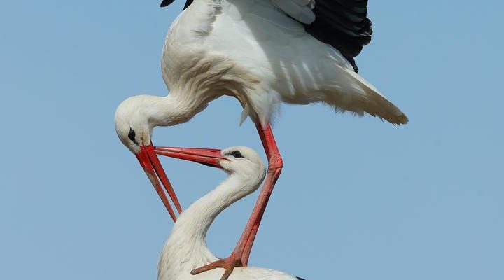 Den Stoerchen geht es in den Niederlanden gut Sie brauchen