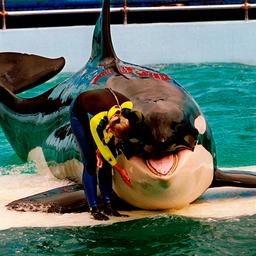 Der beruehmte Orca Lolita 57 stirbt nach 50 Jahren Gefangenschaft