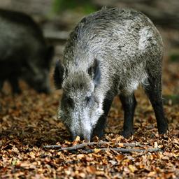 Erneut Wanderer von Wildschweinen angegriffen Gemeinde Limburg sperrt Wald
