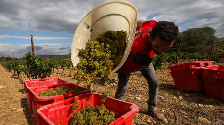 Frankreich gibt Millionen fuer die Entsorgung von Wein aus –