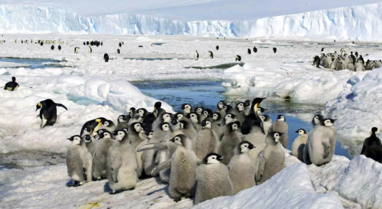Kaiserpinguin Studie besagt dass der Verlust des antarktischen Eises das