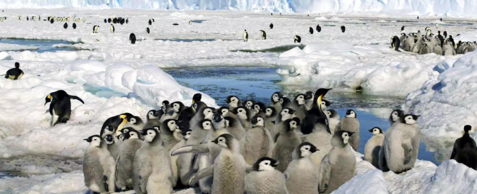 Kaiserpinguin Studie besagt dass der Verlust des antarktischen Eises das