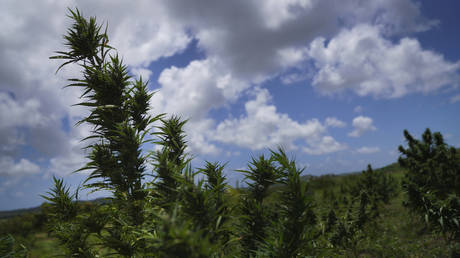Karibischer Staat legalisiert religioeses Marihuana – World