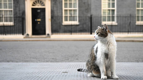 Katzenheim lehnt britisches Parlament ab – Medien – World