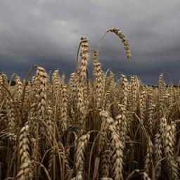 Koennte es einen neuen sicheren Weg fuer ukrainisches Getreide geben