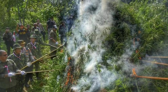 Marihuana Plantage Indonesien brennt Marihuana Plantage nieder die von Drohnen entdeckt wurde