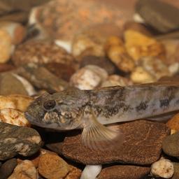 Neue Fischarten in Biesbosch Nackthals Gruendling koennte andere Fische bedrohen
