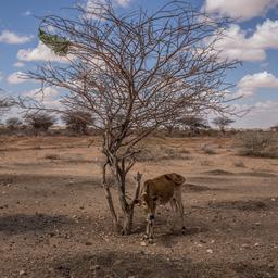 Oxfam Novib Wachsende Wasserknappheit bedroht die Menschheit Klima