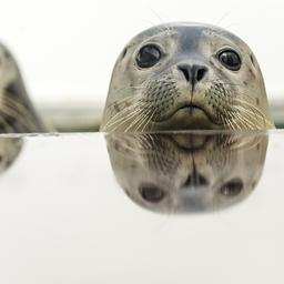 Seal scheint auch „15 Meter zu praktizieren um die Ausbreitung
