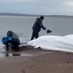 Video Russische Fischer werfen stundenlang Wasser auf gestrandete Belugas