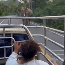 Video Thailaendischer Elefant stoppt Auto und stiehlt Kokosnuss