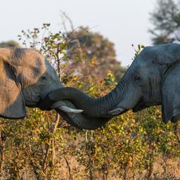 Zahl der afrikanischen Savannenelefanten ist leicht gestiegen Tiere