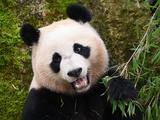 Der in den Niederlanden geborene Panda Fan Xing zieht nach