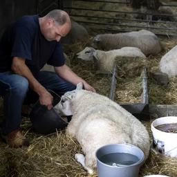 Die Blauzungenkrankheit ist eine stille Katastrophe fuer Schafzuechter Aus