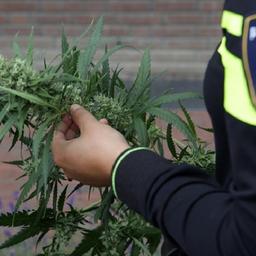 Falschparken mit Folgen Polizei in Breda findet 415 Kilo Hanf
