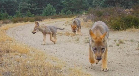 In diesem Jahr wurden in den Niederlanden fast vierzig Wolfsjunge