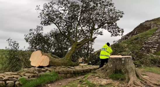 Jahrhundertealter „Robin Hood Baum wurde in England absichtlich in zwei Haelften gesaegt