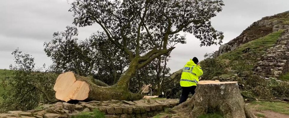 Jahrhundertealter „Robin Hood Baum wurde in England absichtlich in zwei Haelften gesaegt