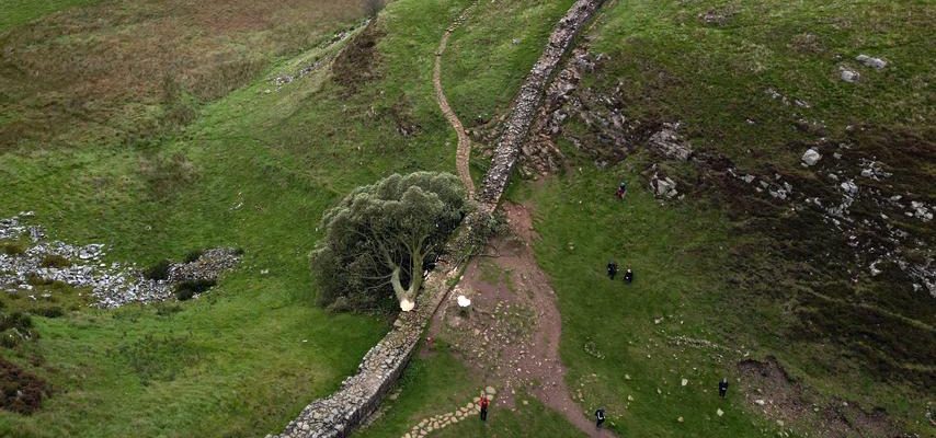 Kultiger Robin Hood Baum in Nordengland gefaellt Polizei ermittelt Im Ausland