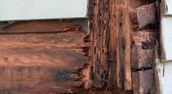 Nagende Termiten auf dem Vormarsch Gebaeude in Suedholland beschaedigt