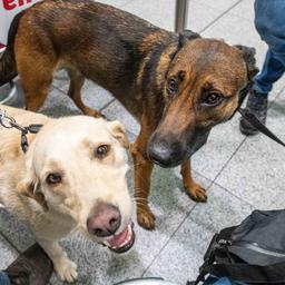 Niederlaendische Hunde beginnen mit der Suche nach Erdbebenopfern in Marrakesch