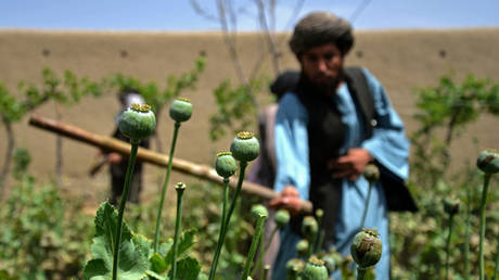 UN enthuellt was afghanisches Heroin ersetzt hat – World