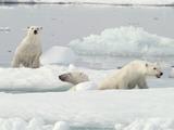Wissenschaftler beweisen Eisbaer traegt die Hauptlast des Klimawandels Tiere