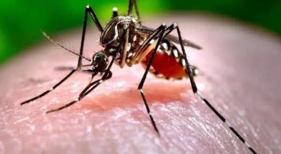 Dengue Ausbruch in Bangladesch Zahl der Todesopfer uebersteigt 1000