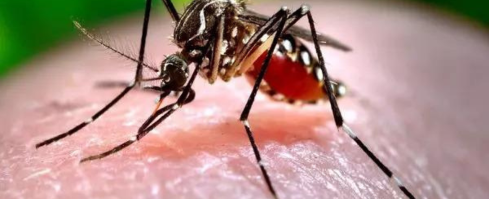 Dengue Ausbruch in Bangladesch Zahl der Todesopfer uebersteigt 1000