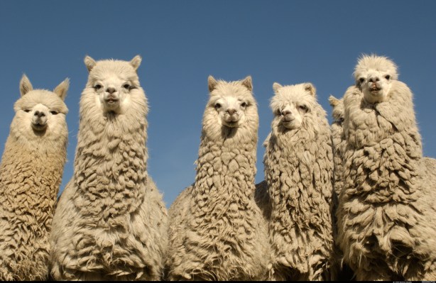 Der Aktienhandels API Entwickler Alpaca erhaelt eine Wandelanleihe im Wert von 15