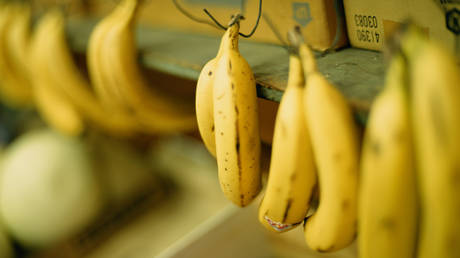 Grossbritannien streicht endlich die EU Regel fuer „biegsame Bananen – World
