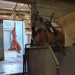 Illegale Schlachterei in der Provinz Utrecht entdeckt Inlaendisch